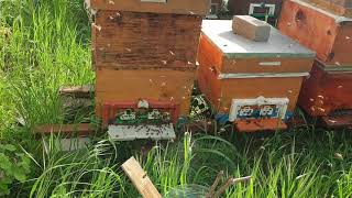 Arı Ve Kuş Sesi Örhelebalvearicilik