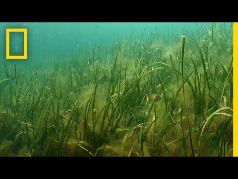 Seagrass and the Ecosystem | When Sharks Attack