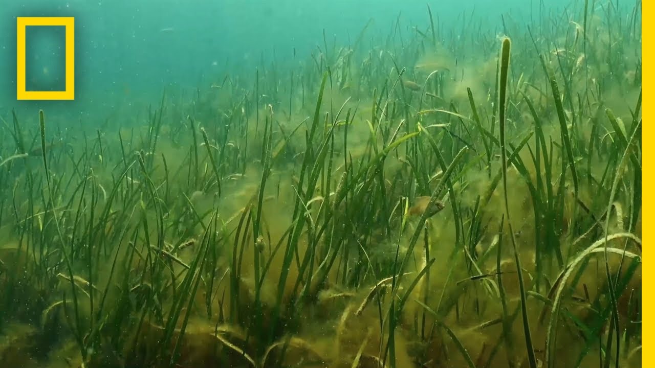World's largest known seagrass forest found in the Bahamas