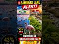 Rajasthan’s Sambhar Lake in Danger 🚨 #SambharLake #Rajasthan #Wetlands #upsc #upscprelims #shorts