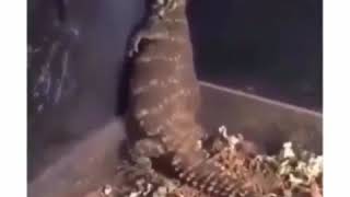 Tokek ajaib