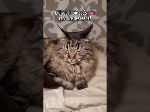 Cat Purring Can