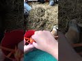 Feeding the Rabbits some Carrots 🥕
