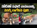 Tiger drags safari vehicle with teeth, video goes viral