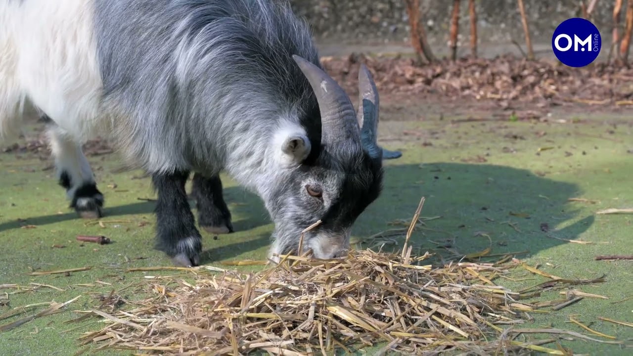 Das Tiergehege beim Kardinal von Galen Haus