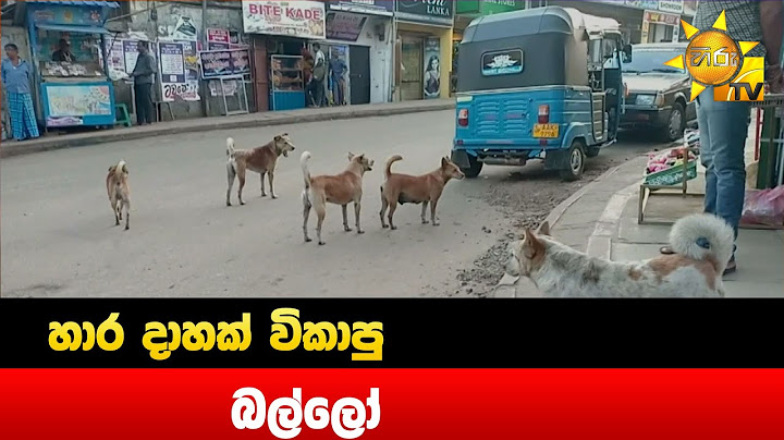 හාර දාහක් විකාපු බල්ලෝ - Hiru News