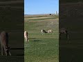 Where the Antelope Play #antelope #golf #pronghorn #aaliyah #backandforth