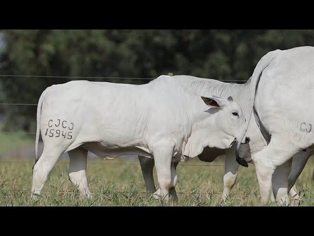 CJCJ 14774  FILHAS 15945 15989 15985