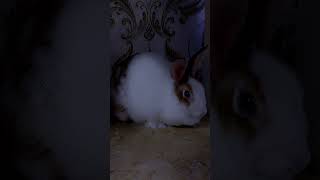 My Pet rabbits| #youtubeshorts #fatimavlogz #actress