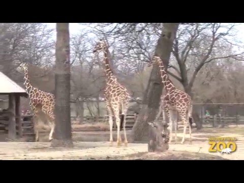 Potoka Giraffe Runs at Brookfield Zoo