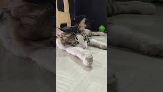 😅😂🤣நீங்க தான் cute..#shorts #youtubeshorts #comedy #funny 😅😂🤣நீங்க தான் cute..#shorts #youtubeshorts #comedy #funny