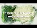 Le choux fleur   du semis  la plantation permaculture