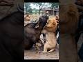 lion vs Brave buffalo – Shocking Rescue"