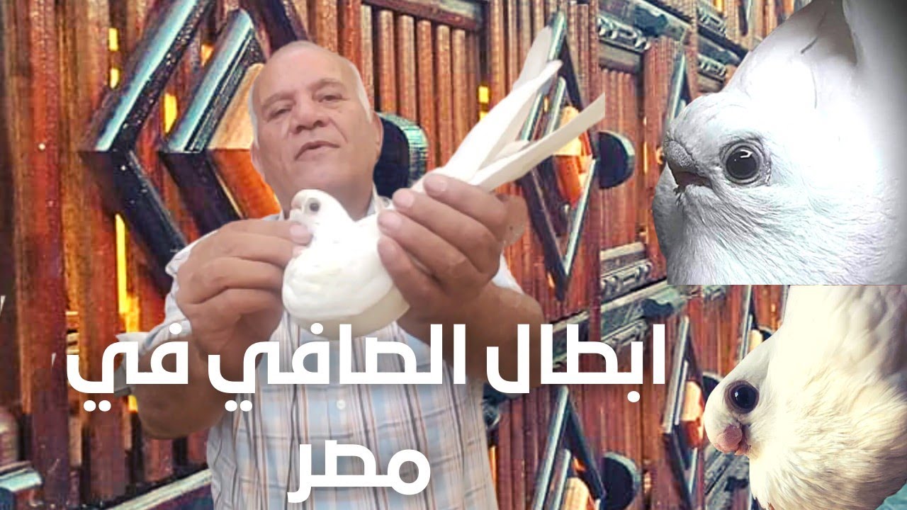 وصفي العراقي واقوي معلومات عن الحمام الصافي الجزء الثاني