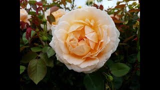 David Austin Roses - Tamora - An English Old Rose Hybrid