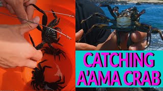 How to Catch Rock Crabs: Ancient Hawaiian Technique