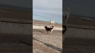 Azili Köpeklere Şaka