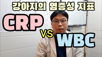 강아지 염증성 지표 WBC와 CRP의 차이점