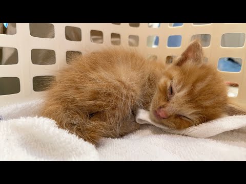 猫田さん - YouTube