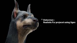Doberman Pinscher