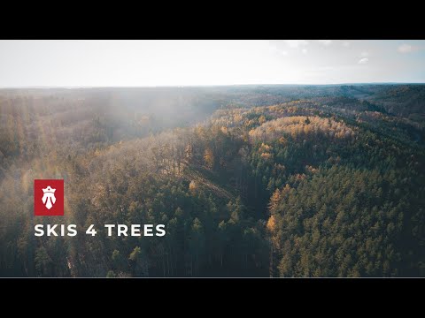 Majesty Skis 4 Trees