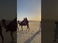 This Is On Dessert Camel Racing Explore This Is On Dessert Camel Racing Explore