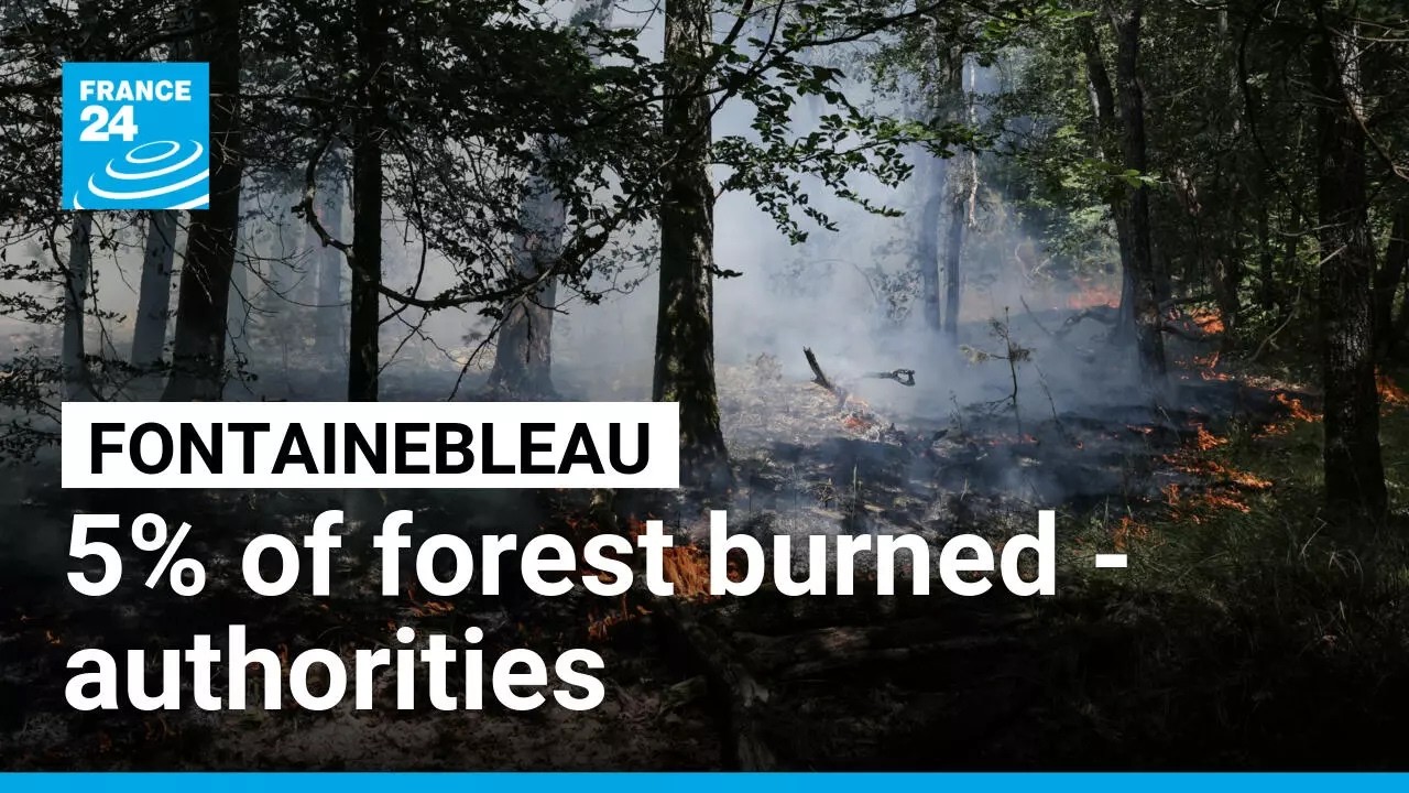 Fontainebleau fire has decimated 5% of the forest, authorities say • FRANCE 24 English