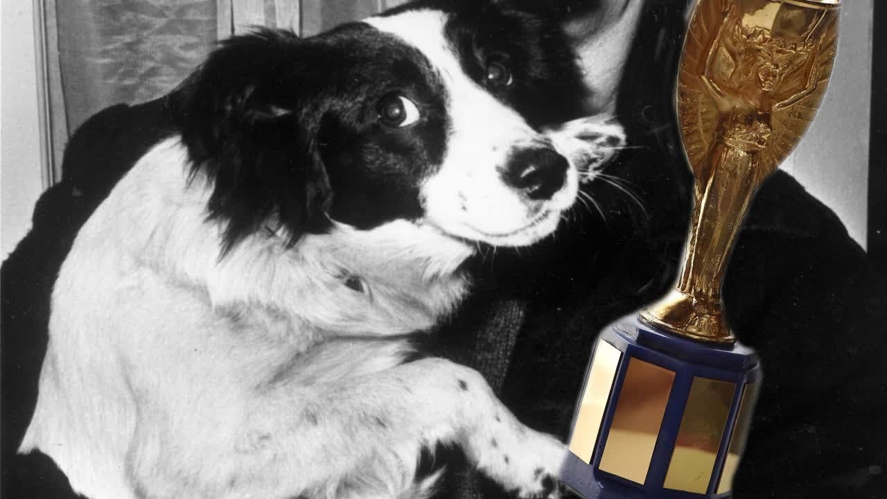 собака пиклз нашла кубок. кубок англии был похищен нашла собака. кубок англии был похищен нашла собака. пес пиклз нашел кубок. украл кубок.