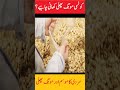 Advantages of Peanut کونسی مونگ پھلی بہتر ہوتی ہے؟ #vira #punjabuniversity