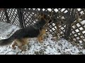Первая зимняя прогулка с немецкой овчаркой,реакция собаки на первый снег