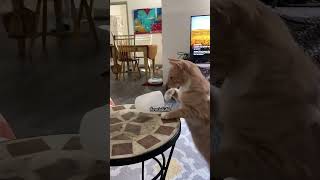 ทำไมแมวถึงชอบเอาของตกโต๊ะ? 🐱😂 #ไวรัล #เรื่องจริง