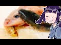 きりたん「食物連鎖丼」