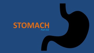 Stomach (Part-02). Prof. Dr. Md. Ashfaqur Rahman