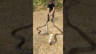 King cobra cobra snake #shorts #kingcobra #snakevideo