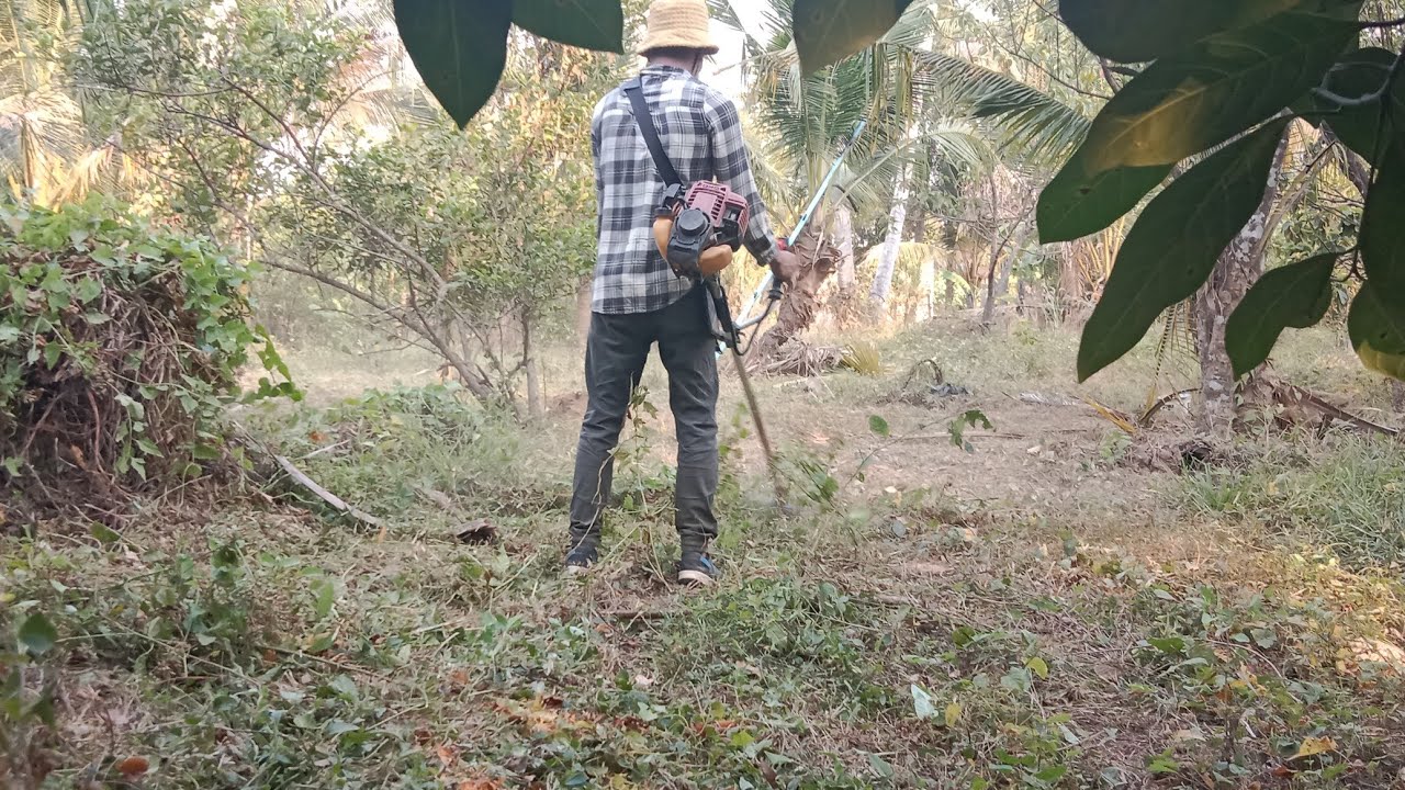 កាត់ស្មៅចំការក្រូច, MrHon Daily Life