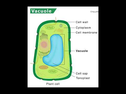 Video: Mikä on vakuolin rakenne ja toiminta?