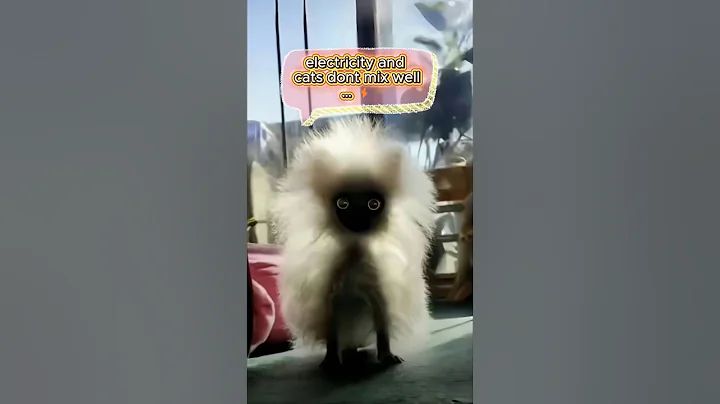 Video 10660551: laugh funny collection, collective animals funny, enjoy collection, funniest cat fails