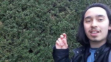 An Introduction to the Yew (Taxus × media)