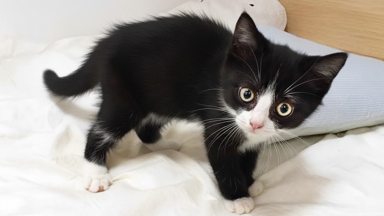 You’ll Laugh Nonstop at the Most Dramatic Laughing Kitten Ever! 🤣