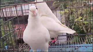 BEAUTIFUL FULL WHITE KING PIGEON PAIR