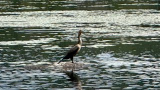 Cormorant Perched on its Rock