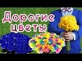 ТОП САМЫХ ДОРОГИХ И ИЗЯЩНЫХ ЦВЕТОВ В МИРЕ. НЕОБЫЧНЫЕ И ЯРКИЕ ЦВЕТЫ О КОТОРЫХ МНОГИЕ НЕ ЗНАЮТ🌹🌷💐