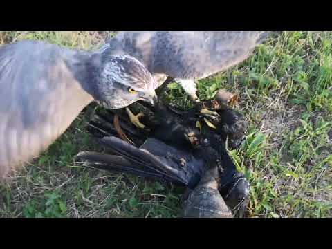 Vídeo: Roedores Como Huéspedes Intermedios De Parásitos Cestodos De Carnívoros Mamíferos Y Aves Rapaces En Polonia, Con Los Primeros Datos Sobre El Ciclo De Vida De Mesocestoides Melesi