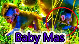 A Little Baby Monkey Mas Try So Hard When Mom Vilma Teach Him To Walk And Find Food For Eat.