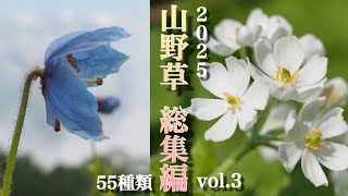 この花なぁに2025総集編③】山野草・高山植物 初夏55種類 - YouTube