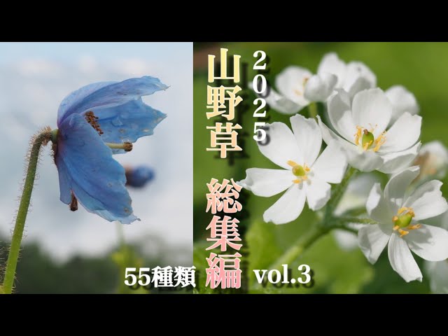 この花なぁに2025総集編③】山野草・高山植物 初夏55種類 - YouTube