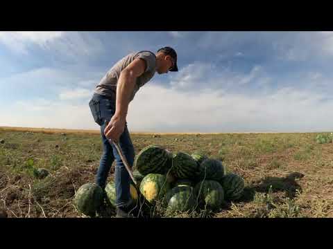 Арбуз Холодок 🍉🚛