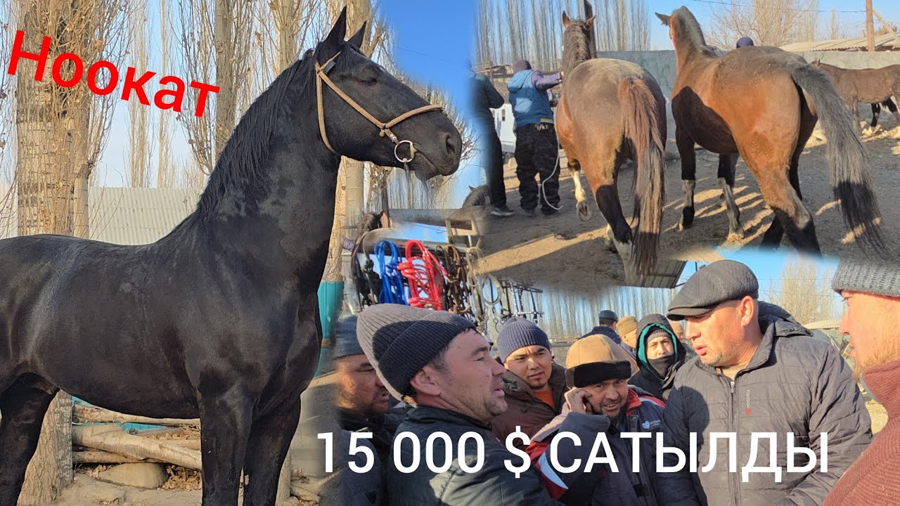 НООКАТ ЖЫЛКЫ БАЗАРЫ УКМУШ КЫЗЫДЫ ПАЙ ПАЙ ПАЙ  15 000 $  Сатылды 