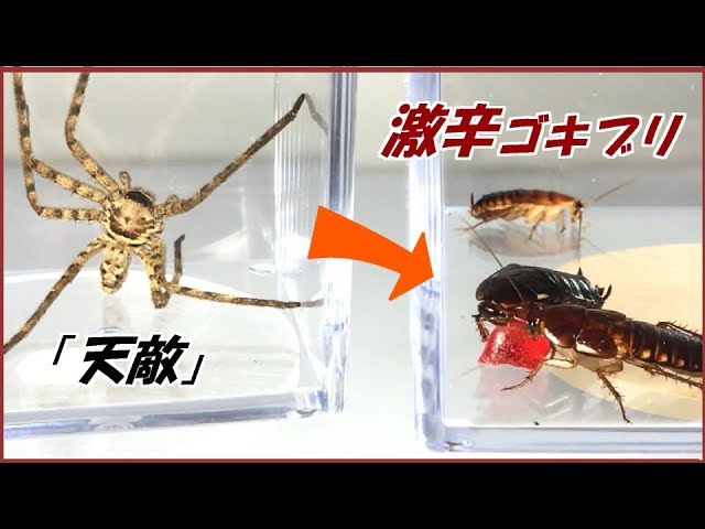 蟻戦争 1 世界で一番辛いグミ を食べた激辛ゴキブリに天敵 アシダカグモ を見せた結果 編 Huntsman Spider And Cockroaches Youtube 蟻戦争 1 世界で一番辛いグミ を食べた激辛ゴキブリに天敵 アシダカグモ を見せた結果 編 Huntsman Spider And Cockroaches Youtube