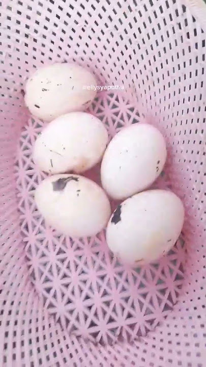 Panen, masak, lalu makan 😄